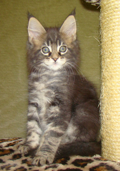     Catsvill County!   !    !       !!!    Catsvill County +7-926-544-74-09     .   ,   ,   ,    ,   ,  ,     ,   -,    ,   !